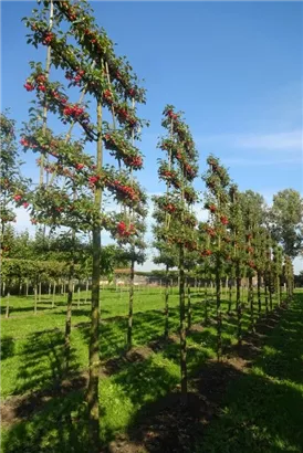 Zierapfel 'Evereste' -R- - Malus 'Evereste' -R- CAC