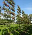 Zierapfel 'Evereste' -R- - Malus 'Evereste' -R- CAC