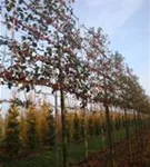 Zierapfel 'Evereste' -R- - Malus 'Evereste' -R- CAC