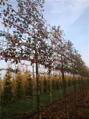 Zierapfel 'Evereste' -R- - Malus 'Evereste' -R- CAC