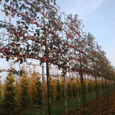 Malus 'Evereste' -R- CAC, H mDb Spalier 200x210 cm Sth. 250 cm 20- 25