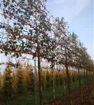 Zierapfel 'Evereste' -R- - Malus 'Evereste' -R- CAC