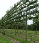 Zierapfel 'Evereste' -R- - Malus 'Evereste' -R- CAC