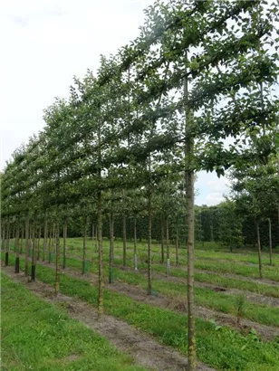 Zierapfel 'Evereste' -R- - Malus 'Evereste' -R- CAC