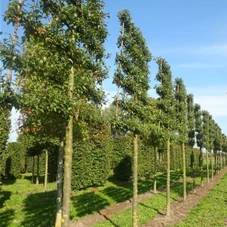 Malus 'Evereste' -R- CAC, H mDb Spalier 200x210 cm Sth. 250 cm 25- 30
