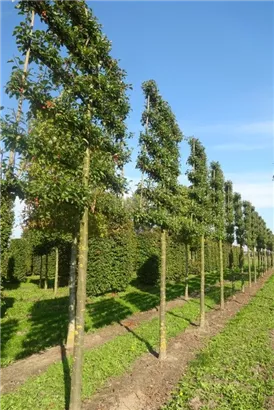 Zierapfel 'Evereste' -R- - Malus 'Evereste' -R- CAC