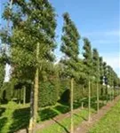 Zierapfel 'Evereste' -R- - Malus 'Evereste' -R- CAC