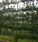 Apfel 'Gravensteiner' mittel - Malus 'Gravensteiner' CAC - Formgehölze