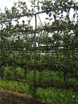 Apfel 'Gravensteiner' mittel - Malus 'Gravensteiner' CAC - Formgehölze