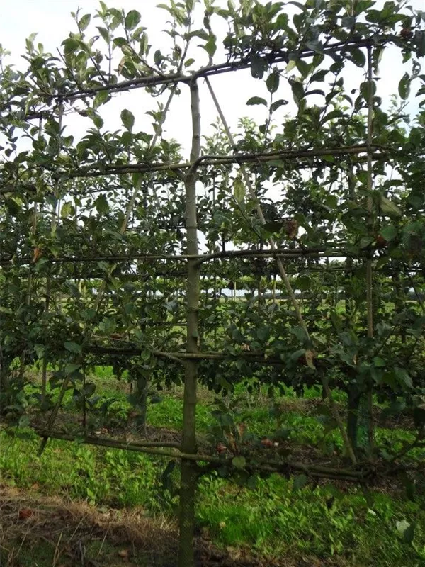 Apfel 'Gravensteiner' mittel - Malus 'Gravensteiner' CAC - Formgehölze