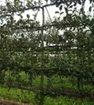 Apfel 'Gravensteiner' mittel - Malus 'Gravensteiner' CAC - Formgehölze