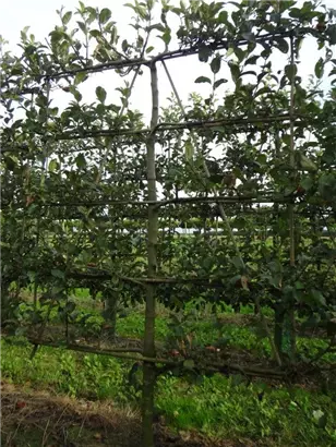 Apfel 'Gravensteiner' mittel - Malus 'Gravensteiner' CAC - Formgehölze