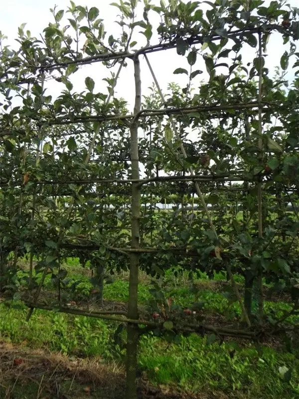 Apfel 'Gravensteiner' mittel - Malus 'Gravensteiner' CAC - Formgehölze