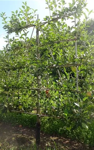 Malus 'James Grieve' CAC - Formgehölze