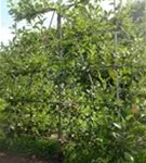 Apfel 'James Grieve' mittel - Malus 'James Grieve' CAC - Formgehölze