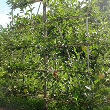 Malus 'James Grieve' CAC - Formgehölze, mDb Spalier 160x160 Sth. 50 cm 14- 16