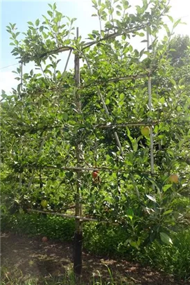 Apfel 'James Grieve' mittel - Malus 'James Grieve' CAC - Formgehölze