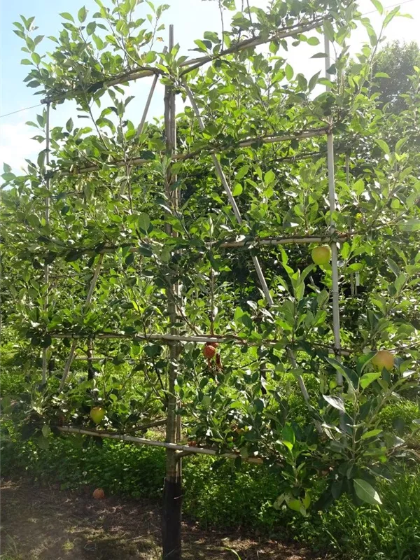 Apfel 'James Grieve' mittel - Malus 'James Grieve' CAC - Formgehölze