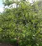 Apfel 'James Grieve' mittel - Malus 'James Grieve' CAC - Formgehölze