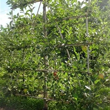 Malus 'James Grieve' CAC - Formgehölze, mDb Spalier 160x160 Sth. 50 cm 14- 16
