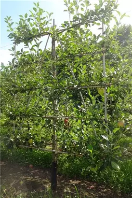 Apfel 'James Grieve' mittel - Malus 'James Grieve' CAC - Formgehölze