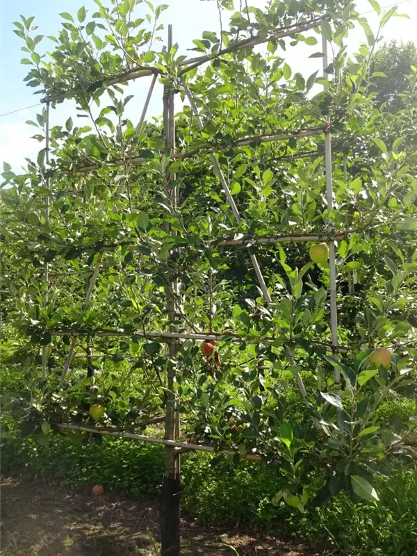 Apfel 'James Grieve' mittel - Malus 'James Grieve' CAC - Formgehölze