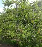 Apfel 'James Grieve' mittel - Malus 'James Grieve' CAC - Formgehölze