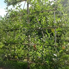 Malus 'James Grieve' CAC - Formgehölze, mDb Spalier 160x160 Sth. 50 cm 14- 16