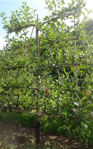 Malus 'James Grieve' CAC - Formgehölze