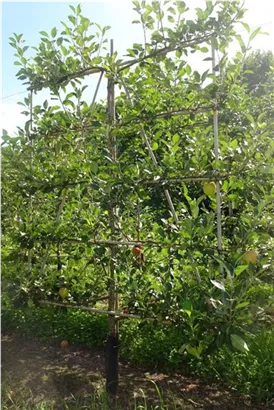 Apfel 'James Grieve' mittel - Malus 'James Grieve' CAC - Formgehölze