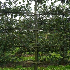 Malus 'Notaris' CAC - Formgehölze, mDb Spalier 160x160 cm Sth. 50 cm 16- 18 Malus 'Notaris' CAC - Formgehölze, mDb Spalier 160x160 cm Sth. 50 cm 16- 18
