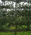 Apfel 'Notaris' - Malus 'Notaris' CAC - Formgehölze