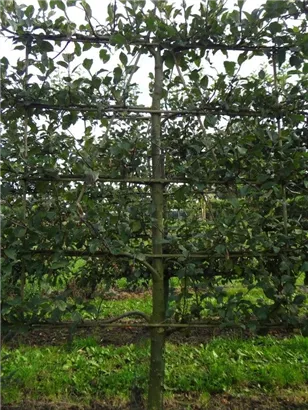 Apfel 'Notaris' - Malus 'Notaris' CAC - Formgehölze