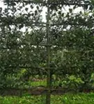 Apfel 'Notaris' - Malus 'Notaris' CAC - Formgehölze