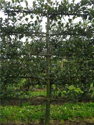 Apfel 'Notaris' - Malus 'Notaris' CAC - Formgehölze