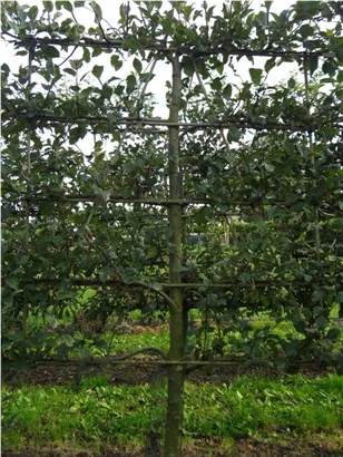 Apfel 'Notaris' - Malus 'Notaris' CAC - Formgehölze