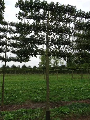 Apfel 'Notaris' - Malus 'Notaris' CAC - Formgehölze