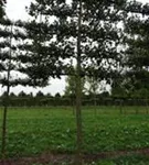 Apfel 'Notaris' - Malus 'Notaris' CAC - Formgehölze