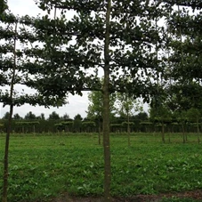 Malus 'Notaris' CAC - Formgehölze, H mDb Spalier 160x160 cm Sth. 210 cm 30- 35