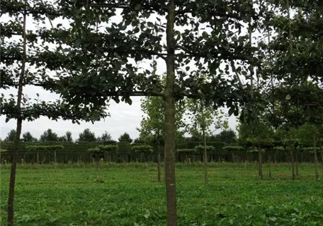 Malus 'Notaris' CAC - Formgehölze - Apfel 'Notaris'