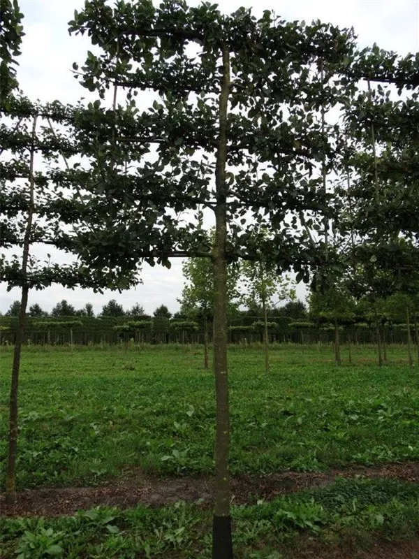 Apfel 'Notaris' - Malus 'Notaris' CAC - Formgehölze