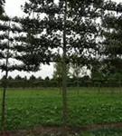 Apfel 'Notaris' - Malus 'Notaris' CAC - Formgehölze