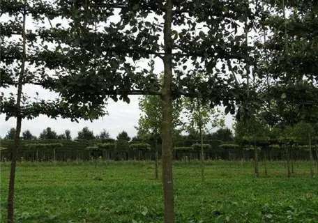 Malus 'Notaris' CAC - Formgehölze - Apfel 'Notaris'
