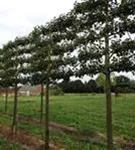 Apfel 'Roter Boskoop' spät - Malus 'Roter Boskoop' CAC - Formgehölze