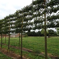 Malus 'Roter Boskoop' CAC - Formgehölze, H mDb Spalier 160x160 cm Sth. 210 cm 25- 30