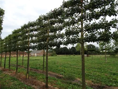 Apfel 'Roter Boskoop' spät - Malus 'Roter Boskoop' CAC - Formgehölze