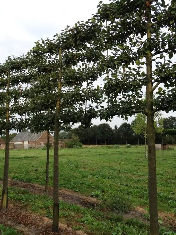 Apfel 'Roter Boskoop' spät - Malus 'Roter Boskoop' CAC - Formgehölze
