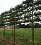 Apfel 'Roter Boskoop' spät - Malus 'Roter Boskoop' CAC - Formgehölze