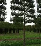 Apfel 'Roter Boskoop' spät - Malus 'Roter Boskoop' CAC - Formgehölze