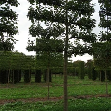 Malus 'Roter Boskoop' CAC - Formgehölze, H mDb Spalier 160x160 cm Sth. 210 cm 30- 35